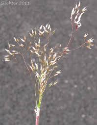 Image result for Aira caryophyllea