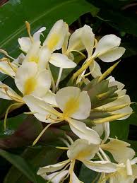 Image result for Hedychium