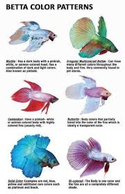 Different Color Varieties Of Betta Fish Betta Fish Types Betta Aquarium Breeding Betta Fish