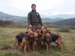 Assurance chien de chasse chez valassur. Accueil Elevage Des Limiers De L Adour Eleveur De Chiens Chien De Saint Hubert