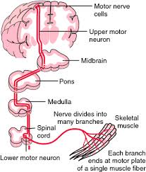 Http Www Stemcellshealthcare Com Treatable Diseases Motor Neuron Disease Mnd Motor Neuron Neurons Medical Dictionary