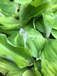 Image result for Kaempferia