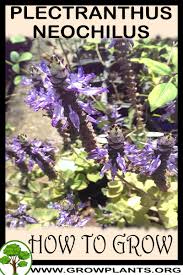 Image result for Plectranthus elegans
