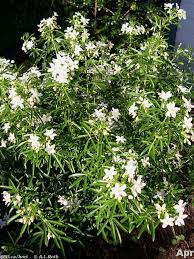'aztec gold' and 'aztec pearl' (c. Pin By Swansons Nursery On Full Sun Curb Appeal For Christapederson Landscaping With Rocks Front Yard Landscaping Full Sun Shrubs