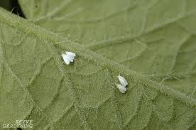 As tomato plants grow, keep an eye out for tomato pests and tomato plant diseases such as tomato wilt that may come in the form of fungi, bacteria, or small black spots may show up in the center. Guide To Vegetable Garden Pests Identification And Organic Controls