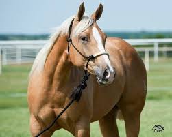 Check spelling or type a new query. Quotes On Palomino Horses Quotesgram