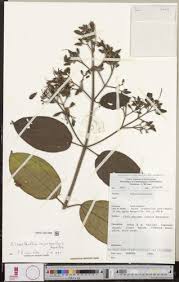Image result for Dichaetanthera corymbosa