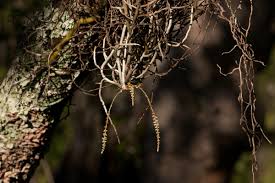 Image result for Microcoelia exilis