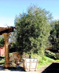 Pin On My Orchard