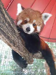 Please Follow Iloveredpandas Rupert Very Successful Branch Manager Redpanda Panda Cutebear Bear Animal F Bear Stuffed Animal Cute Funny Animals Animals