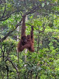 Orangutan Spotting In Bukit Lawang North Sumatra Indonesia In 2020 Orangutan North Sumatra Indonesia