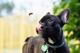 But the result is likely to be similar to a bee sting — meaning a sharp pain, followed by a swollen, red, painful lump at. Insect Bites On Dogs And How To Treat Them Tractive