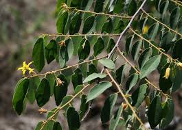 Image result for Grewia monticola