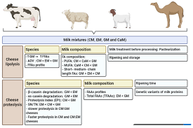 Unlike cows, camels are not ruminants. Foods Free Full Text The Effect Of Mixing Milk Of Different Species On Chemical Physicochemical And Sensory Features Of Cheeses A Review Html