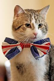 Larry The Mouser To The Cabinet Office Who Took Over After A Short Lived Interim Mouser Named Sybil Cats Feline Pets