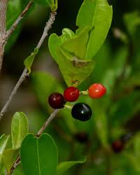 Image result for Erythroxylum emarginatum