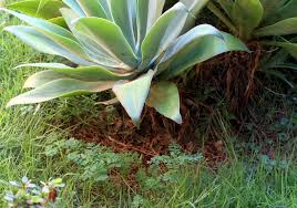 Image result for Phyllanthus tenuis