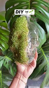 Diy Growing Chia On Skull Pinterest
