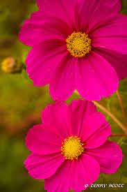 Pin By Mac Mc Donald On Cosmos Plants Cosmos Flowers Beautiful Flowers Flowers Photography