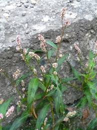 Image result for Persicaria hystricula