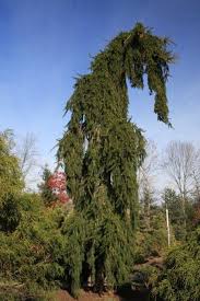 We did not find results for: Weeping Trees Hickory Hollow Nursery And Garden Center Weeping Trees Weeping Norway Spruce Plants