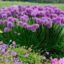 Alliums are plants of exquisite beauty in both flower and leaf, with tough constitutions. Allium Senescens Millenium Amazing Summer Flowering Allium In Bud Bloom Special Deals Garden Plants