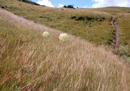 Image result for Diplolophium buchananii