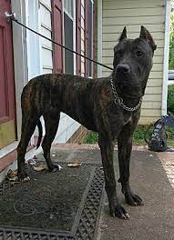 The presa canario is thought to be a cross between the naive breed and the mastiff. Lawrenceville Ga Presa Canario Meet Pendora A Pet For Adoption