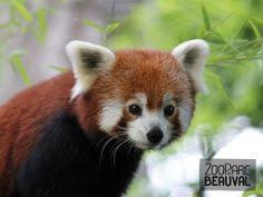 Les plus connus sont l'écureuil roux, l'écureuil gris et l'écureuil de corée. 18 Idees De Sur Les Hauteurs De Chine Beauval Zoo Panda Roux