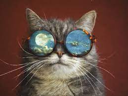 Sie sind fantasievoll und hinreißend. Foto Hauskatze Mond Schnurrhaare Vibrisse Brille Ein Tier 1600x1200