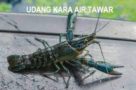 Meskipun terkenal dengan nama kutu namun sebenarnya kutu ini bukanlah semacam kutu yang terdapat di darat yang termasuk biang parasit. Anim Agro Technology Udang Kara Air Tawar Potensi Besar