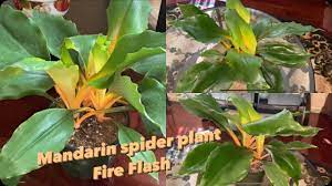 Chlorophytum 'fire flash' will make an excellent ornamental plant, be it indoors or outdoors alike. Mandarin Plant Chlorophytum Orchidastrum Fire Flash Spider Plant Care Youtube