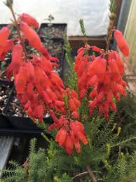 Image result for Erica