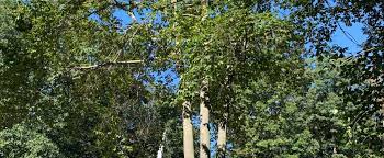 The Trees of the Forest will Sing - Ephrata Church of the Brethren