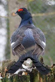 Black Grouse Wikipedia Animali Uccelli Natura