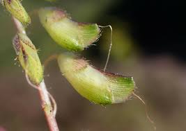 Image result for Smithia elliotii