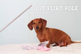The hardest part is selecting which toy to attach to the end! Valentine S Day Diy Flirt Pole Interactive Dog Toy Ammo The Dachshund