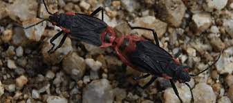 We did not find results for: Jadera Haematoloma What You Need To Know About This Bug Abc Blog