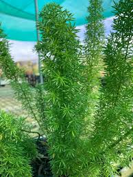 Image result for Asparagus nelsii