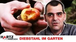 Frank klaut Äpfel?