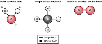 Depending on the relative electronegativities of the two atoms sharing electrons, there may be partial transfer of electron density nonpolar covalent bonds, with equal sharing of the bond electrons, arise when the electronegativities of the two atoms are equal. Chemical Bonds Principles Of Biology