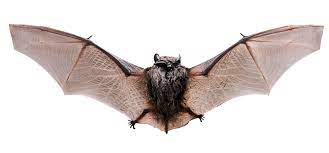 It depends on which type you have. Bats East Tennessee S Favorite Flying Mammal City Of Knoxville