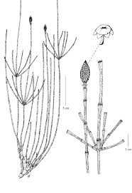 Image result for Equisetum ramosissimum