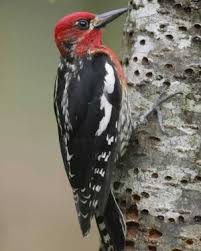 Spotted Bird With Red Patch On Back Of Head Red Breasted Sapsucker National Audubon Society Birds Bird Sightings Birds Bird Identification