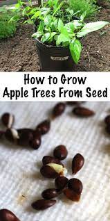 How To Grow Apple Trees From Seed Apple Tree From Seed Fruit Trees Backyard Growing Apple Trees