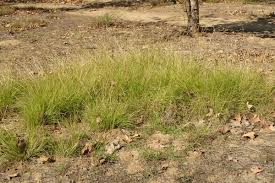 Image result for Sporobolus coromandelianus