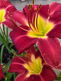 Maybe you would like to learn more about one of these? The Gorgeous Cherry Red Daylily North Haven Gardens Facebook