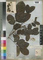 Image result for Lecaniodiscus