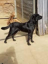 Lab puppies for sale in nashville tn. Pleasant Knoll Labrador Retrievers