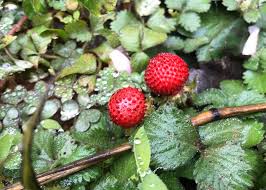 Image result for Duchesnea indica